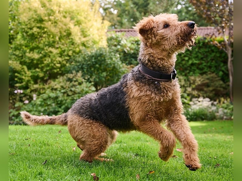 Airedale-Terrier Hündin sucht neues Zuhause