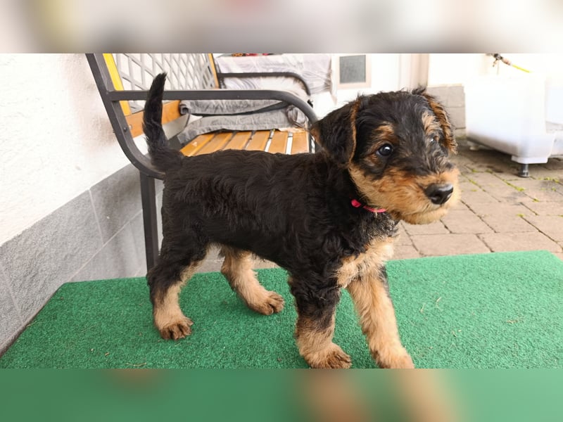 Lenya hat am 24.07.25 sieben gesunde Welpen zur Welt gebracht