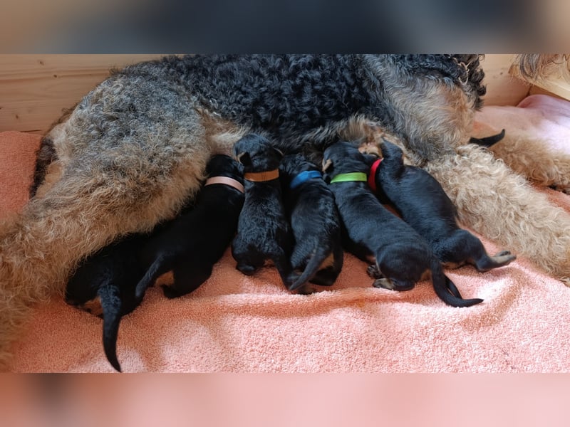 Lenya hat am 24.07.25 sieben gesunde Welpen zur Welt gebracht