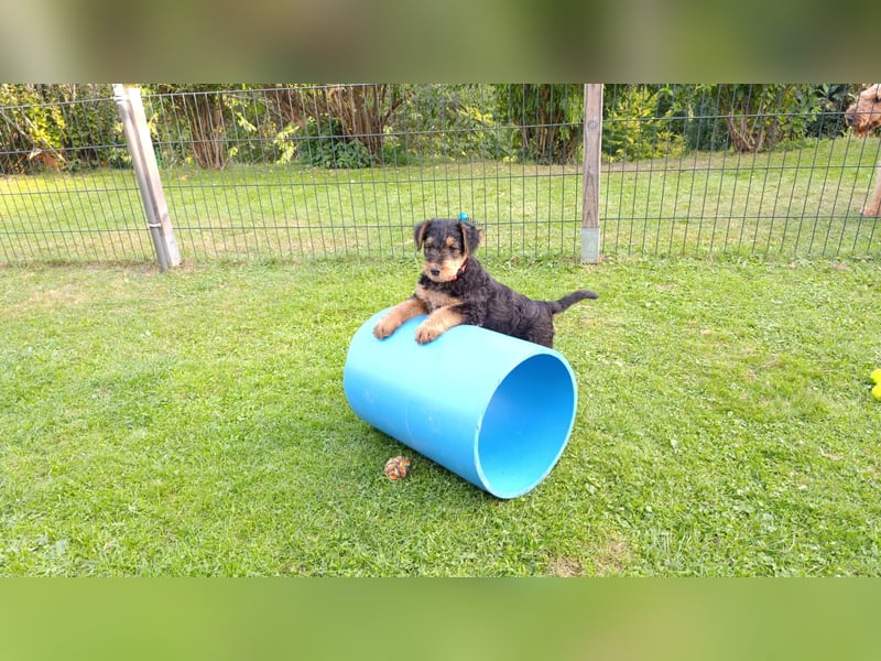 Lenya hat am 24.07.25 sieben gesunde Welpen zur Welt gebracht