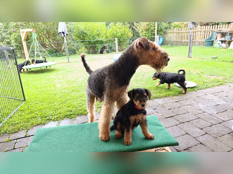 Lenya hat am 24.07.25 sieben gesunde Welpen zur Welt gebracht