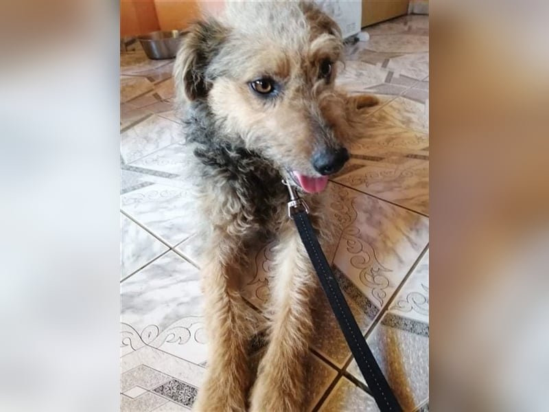 Betti von kettenlos