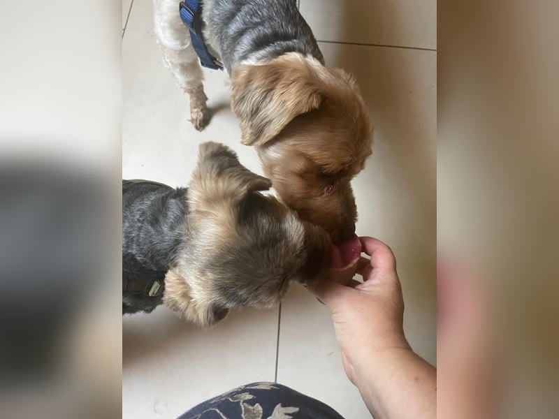 Lonci, Airdale Maus sucht schönes Zuhause