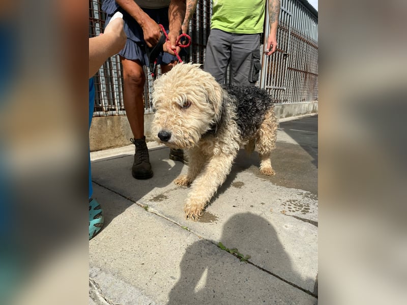 Lonci, Airdale Maus sucht schönes Zuhause