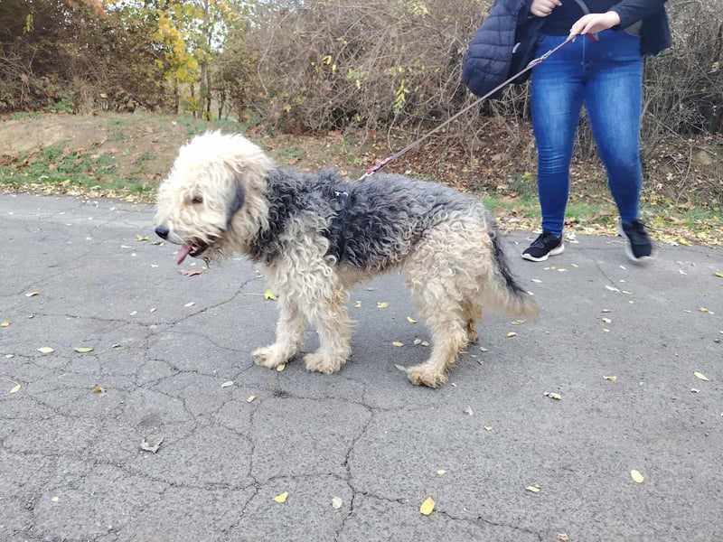 Lonci, Airdale Maus sucht schönes Zuhause