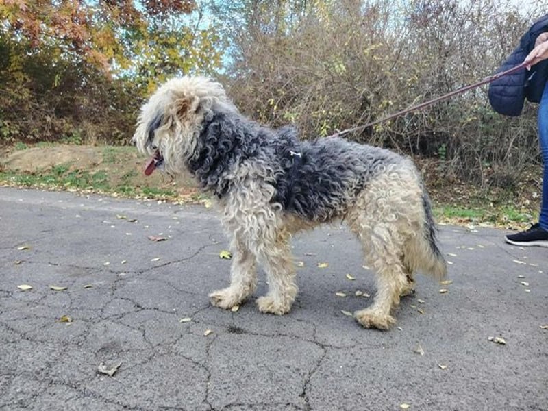 Lonci, Airdale Maus sucht schönes Zuhause