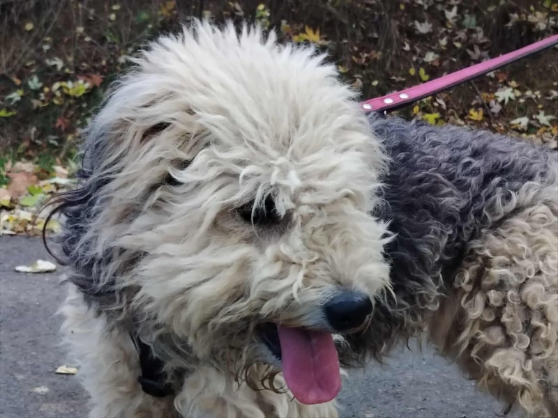 Lonci, Airdale Maus sucht schönes Zuhause