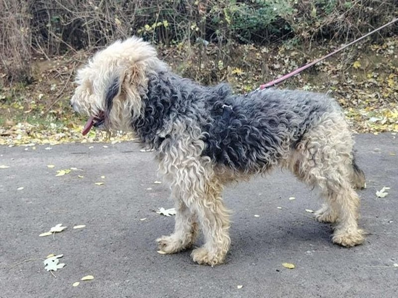 Lonci, Airdale Maus sucht schönes Zuhause