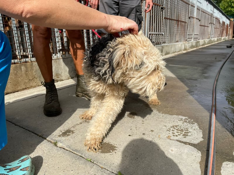 Lonci, Airdale Maus sucht schönes Zuhause