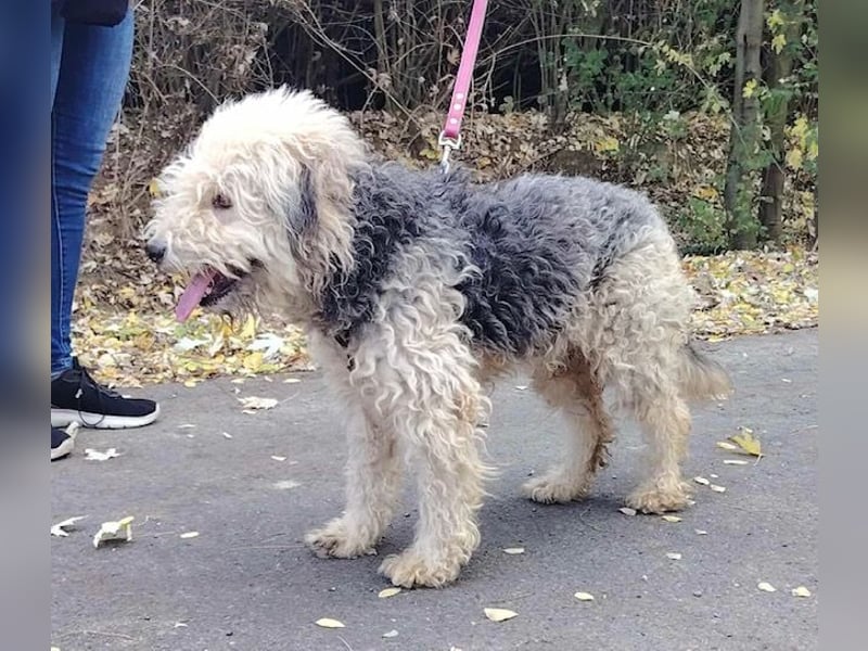 Lonci, Airdale Maus sucht schönes Zuhause