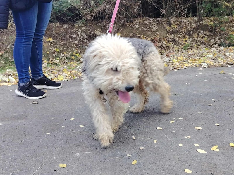 Lonci, Airdale Maus sucht schönes Zuhause