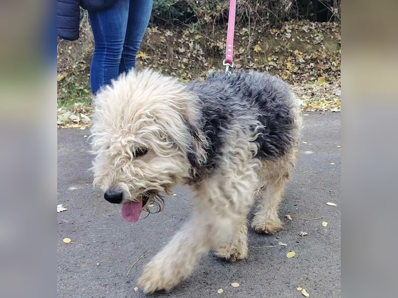 Lonci, Airdale Maus sucht schönes Zuhause