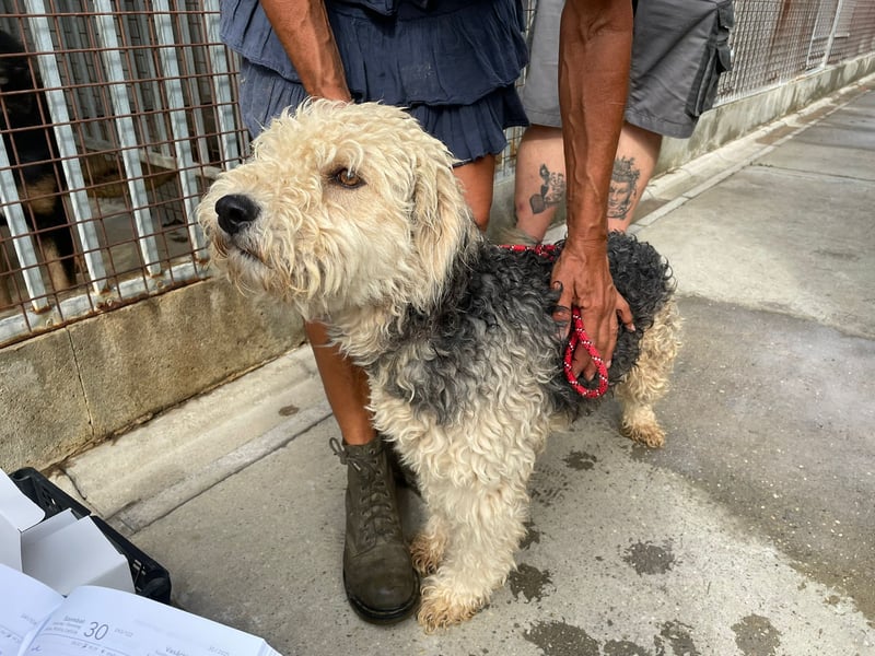Lonci, Airdale Maus sucht schönes Zuhause