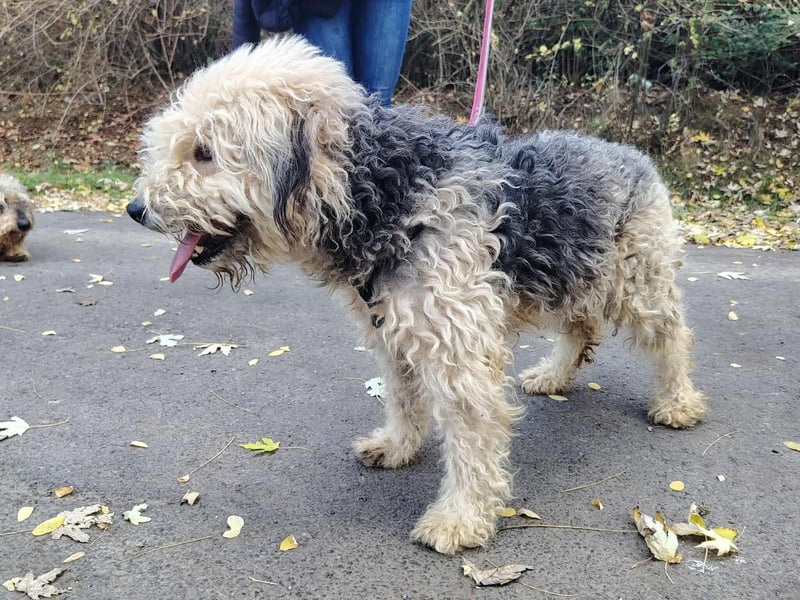 Lonci, Airdale Maus sucht schönes Zuhause