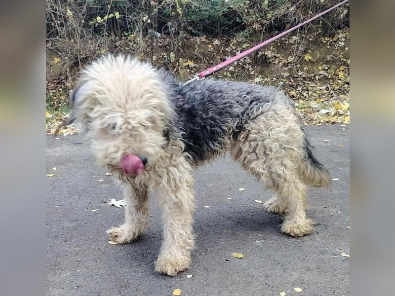 Lonci, Airdale Maus sucht schönes Zuhause