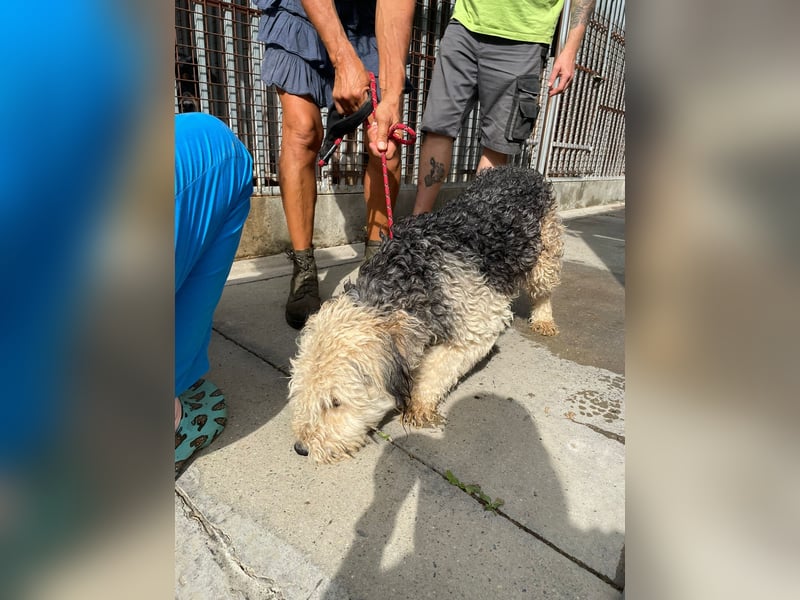 Lonci, Airdale Maus sucht schönes Zuhause