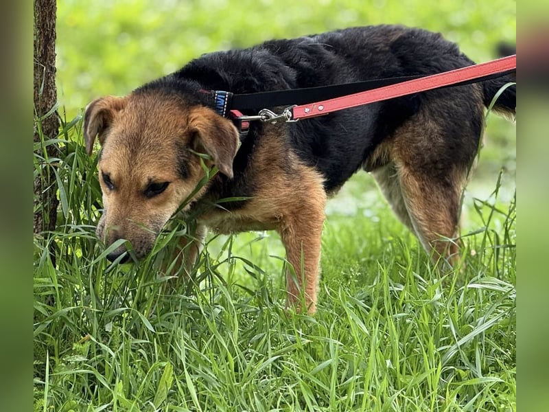 Kongo ein sehr sozialer Rüde