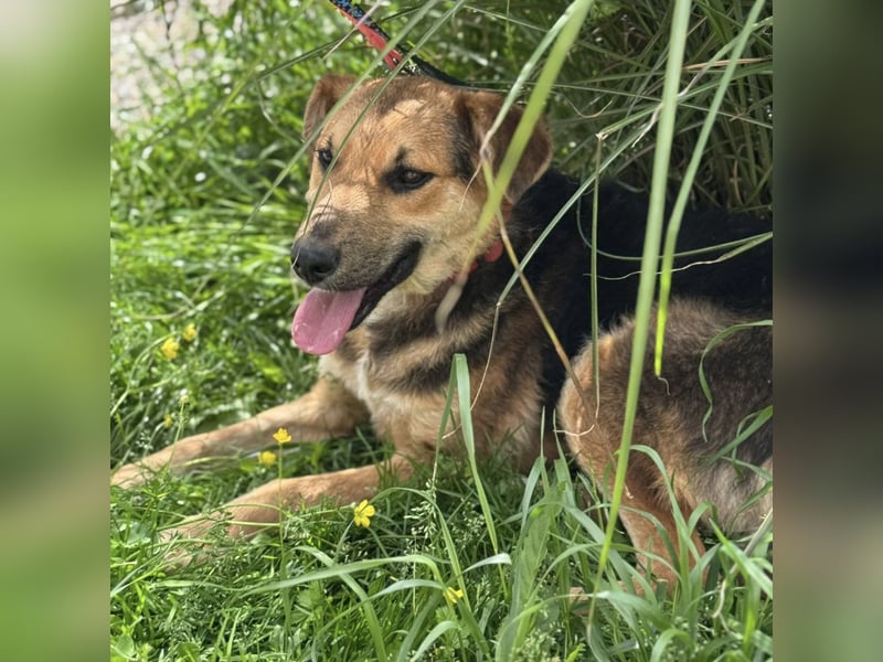 Kongo ein sehr sozialer Rüde