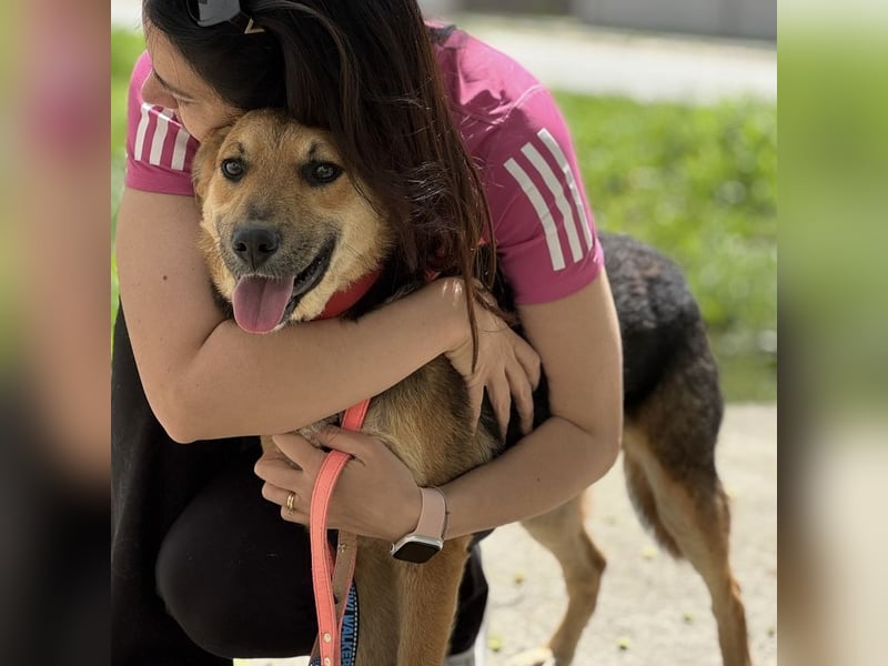 Kongo ein sehr sozialer Rüde