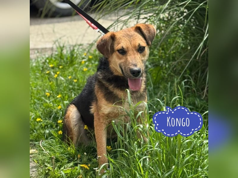 Kongo ein sehr sozialer Rüde