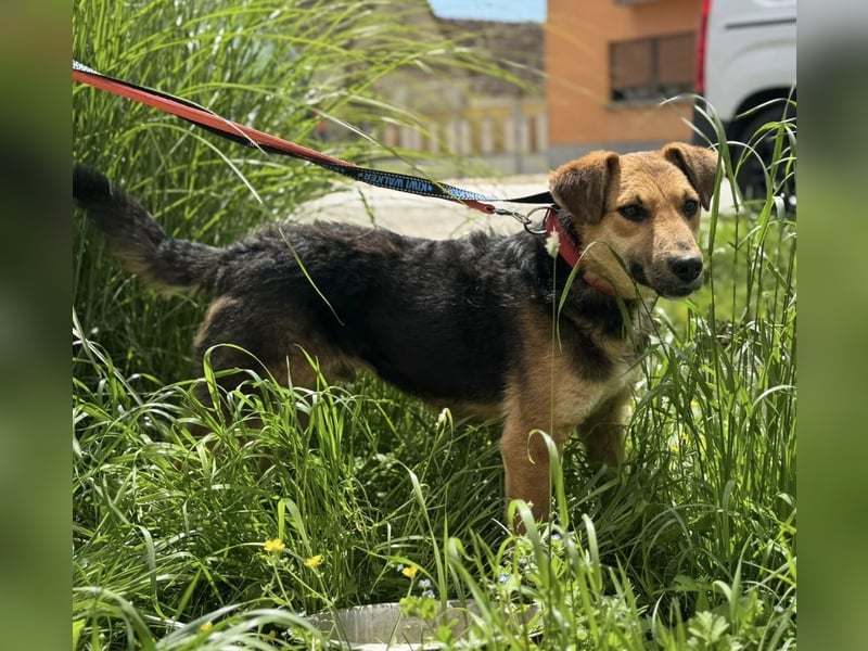 Kongo ein sehr sozialer Rüde