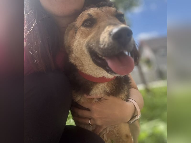 Kongo ein sehr sozialer Rüde