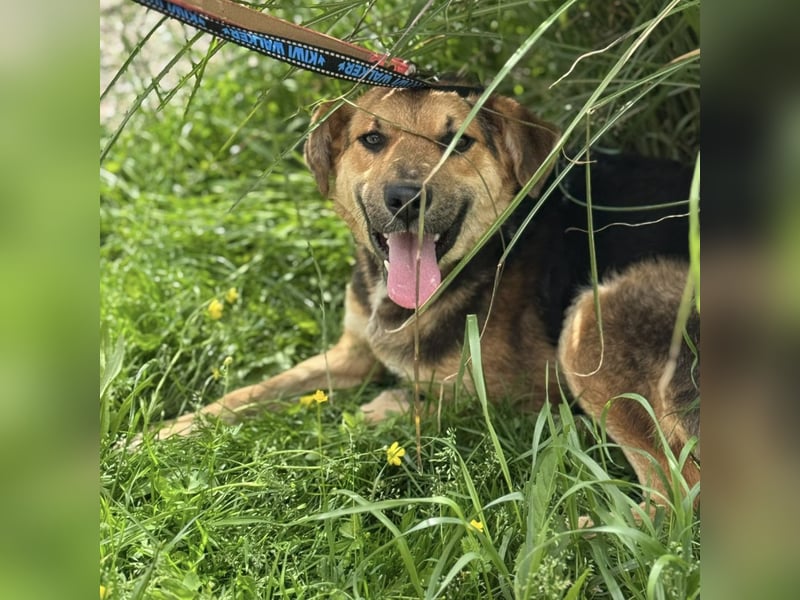 Kongo ein sehr sozialer Rüde