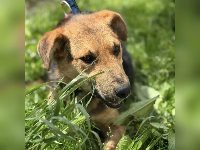 Kongo ein sehr sozialer Rüde