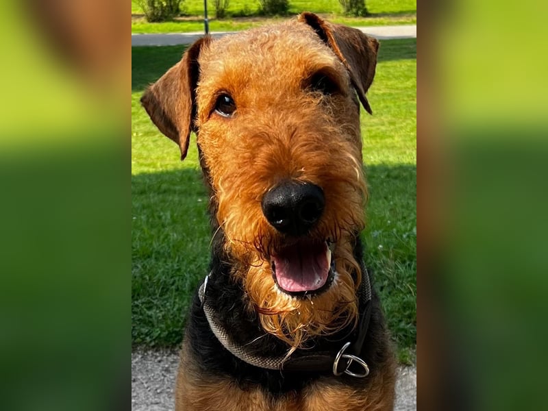 typvolle Airedale Terrier Welpen aus sportlicher Verpaarung
