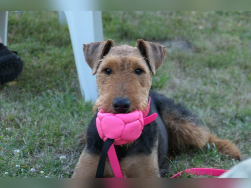 typvolle Airedale Terrier Welpen aus sportlicher Verpaarung