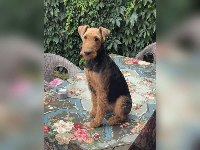 typvolle Airedale Terrier Welpen aus sportlicher Verpaarung