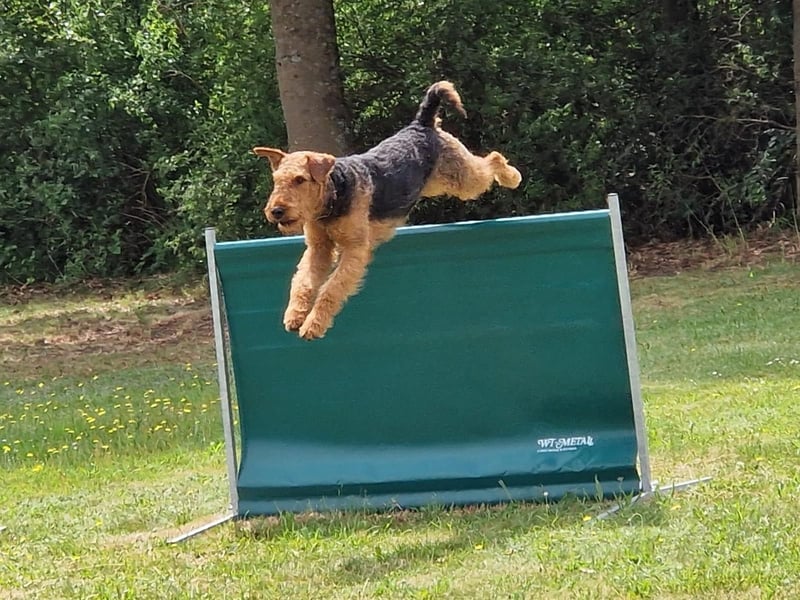 typvolle Airedale Terrier Welpen aus sportlicher Verpaarung