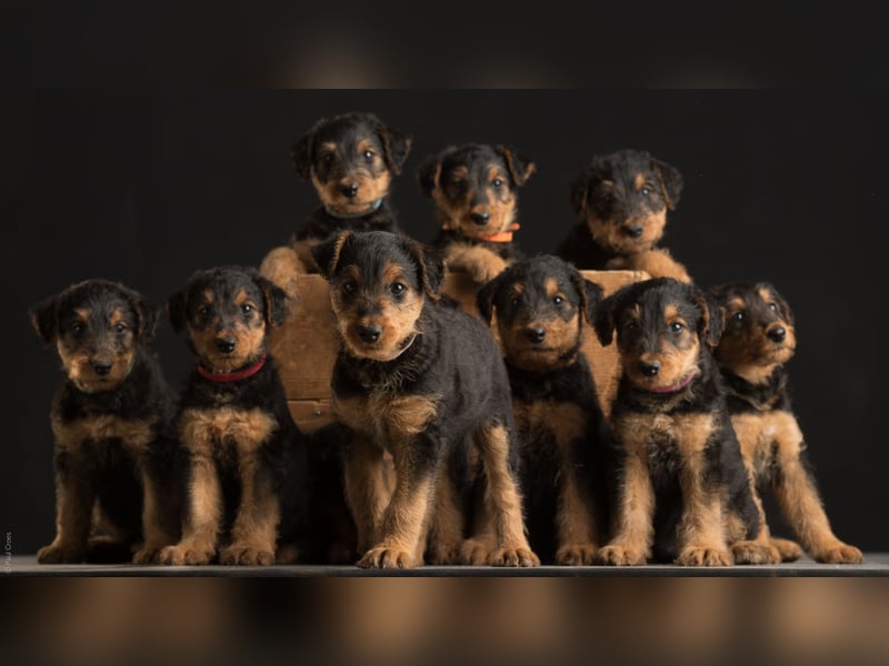 Noch 2 Welpen zu verkaufen