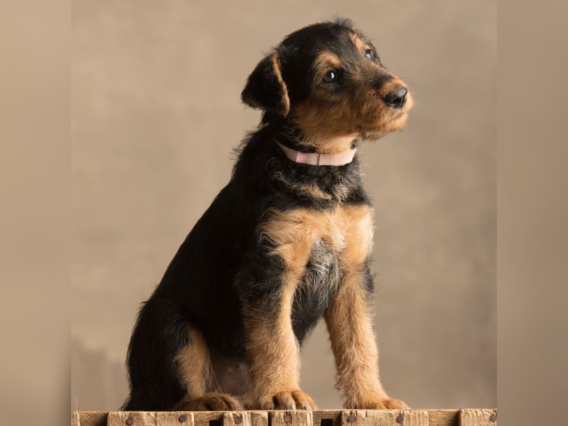 Noch 2 Welpen zu verkaufen