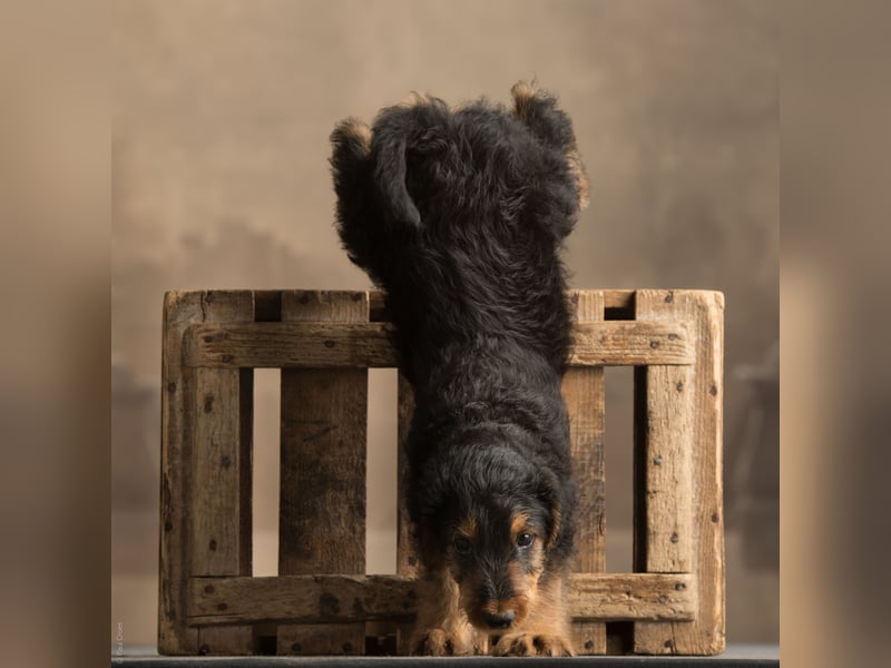 Noch 2 Welpen zu verkaufen