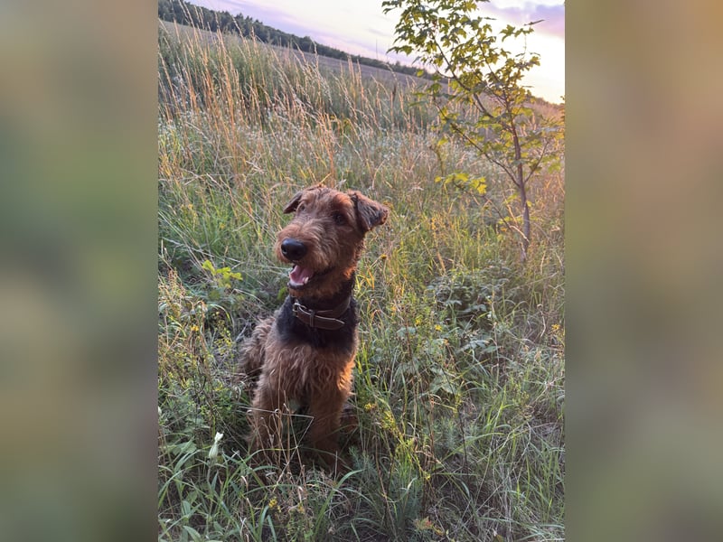 Airedale Terrier  –  abzugeben