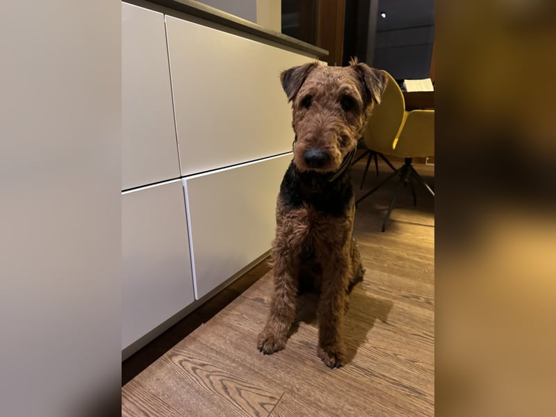 Airedale Terrier  –  abzugeben