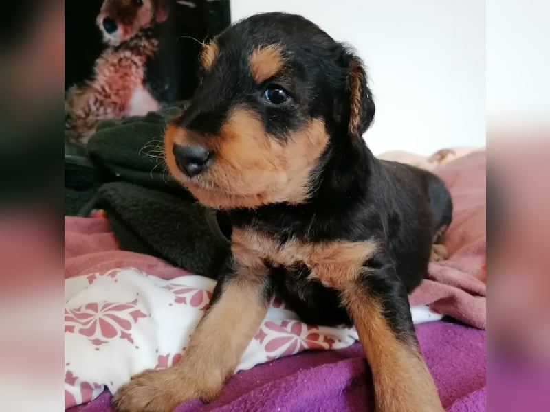 Zarina vom Pleissengrund