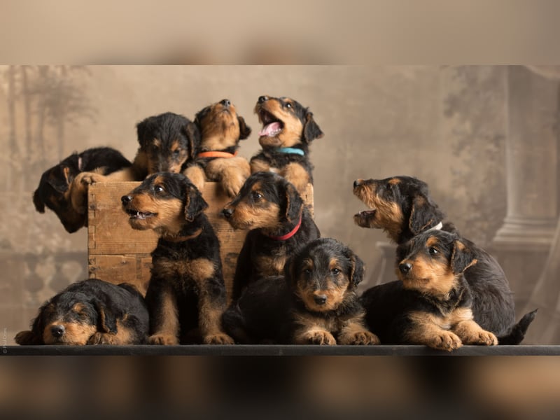 Tolle Airedale Terrier Welpen zu verkaufen