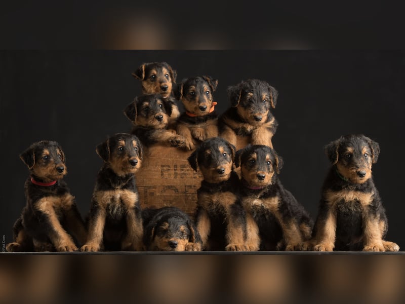 Tolle Airedale Terrier Welpen zu verkaufen