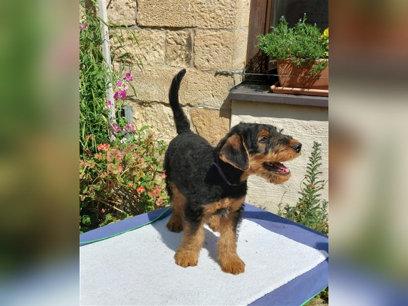 Airedale Terrier  VDH/KfT von seriösem Züchter