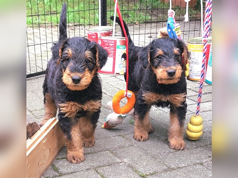 Airedale Terrier  VDH/KfT von seriösem Züchter