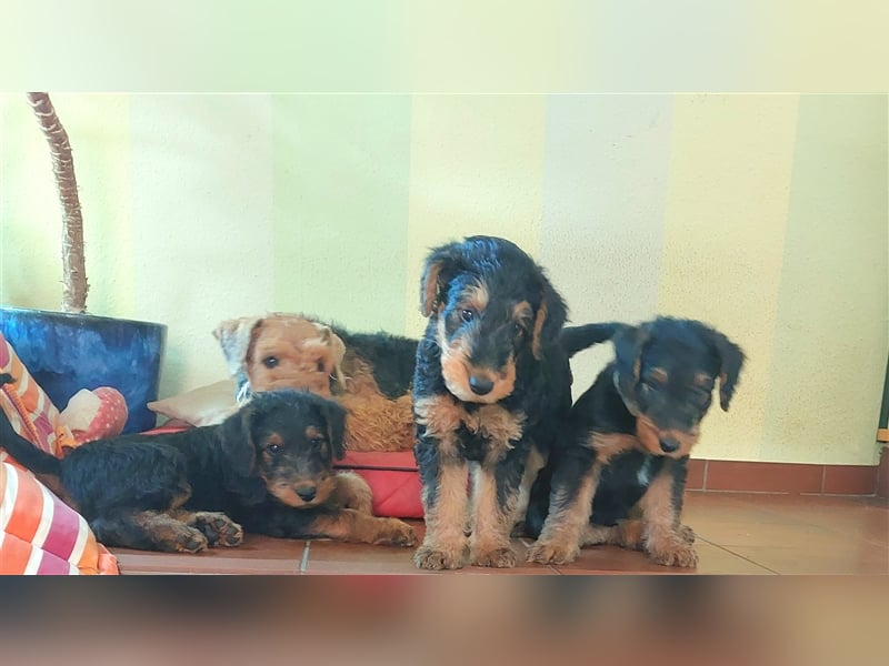 Airedale Terrier  VDH/KfT von seriösem Züchter