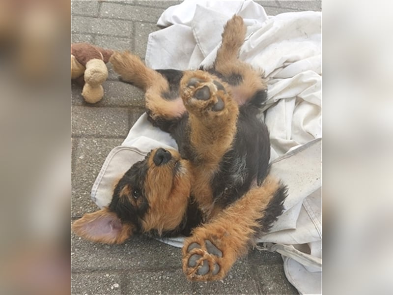 Airedale Terrier  VDH/KfT von seriösem Züchter