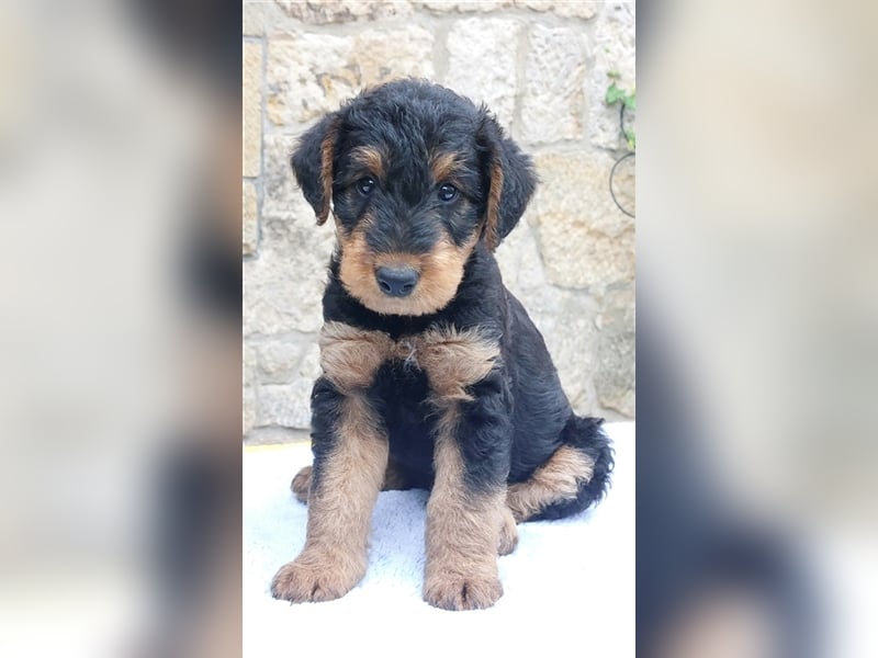 Airedale Terrier  VDH/KfT von seriösem Züchter