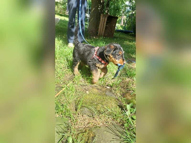 Airedale Terrier  VDH/KfT von seriösem Züchter