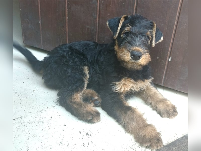 Airedale Terrier  VDH/KfT von seriösem Züchter