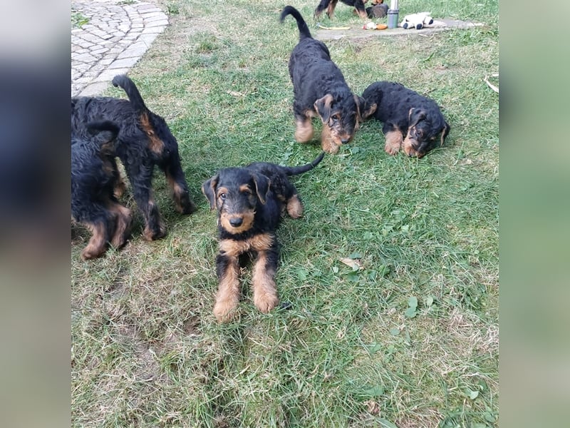 Airedale Terrier  VDH/KfT von seriösem Züchter