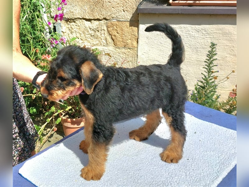 Airedale Terrier  VDH/KfT von seriösem Züchter