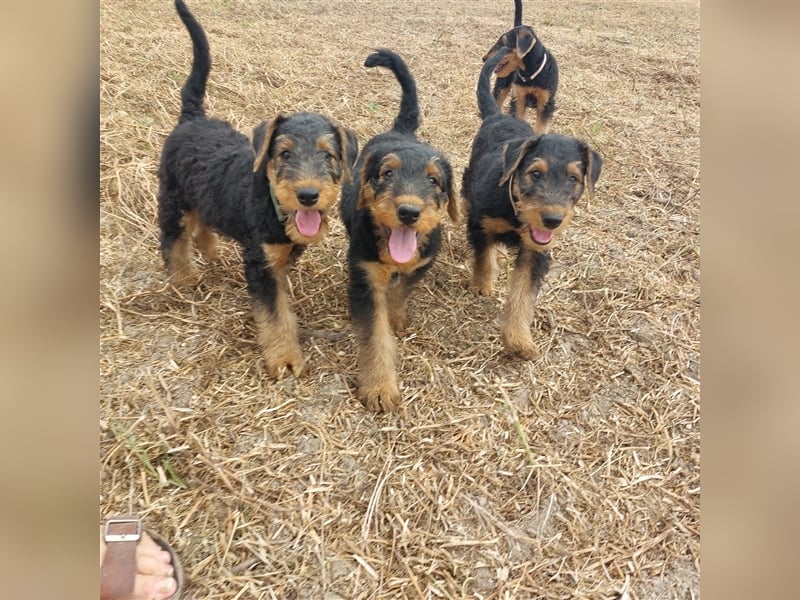 Airedale Terrier  VDH/KfT von seriösem Züchter